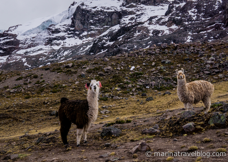 Ламы и альпаки в Перу